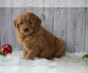 Goldendoodle (Miniature) Puppy for sale in FREDERICKSBG, OH, USA