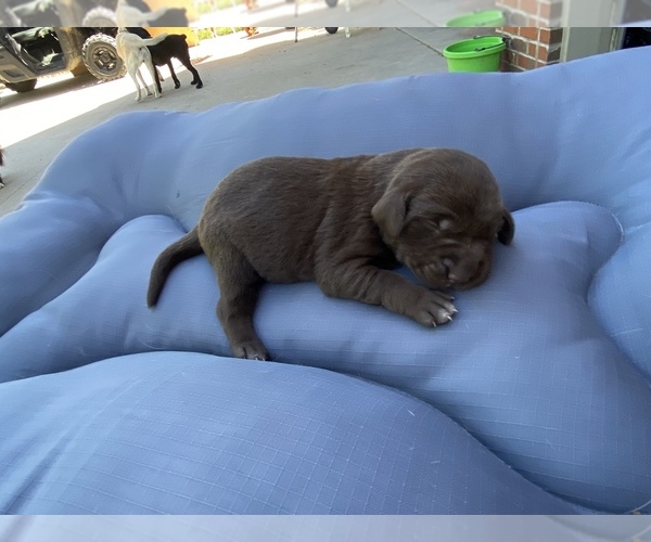 Medium Photo #1 Labrador Retriever Puppy For Sale in FERDINAND, IN, USA