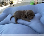Small Photo #1 Labrador Retriever Puppy For Sale in FERDINAND, IN, USA
