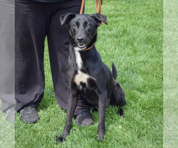 Medium Photo #4 German Shepherd Dog-Unknown Mix Puppy For Sale in Huntley, IL, USA