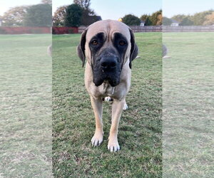 Phoebe - Female Great Dane-Unknown Mix Dog for Adoption