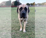 Phoebe - Female Great Dane-Unknown Mix Dog for Adoption - Small photo