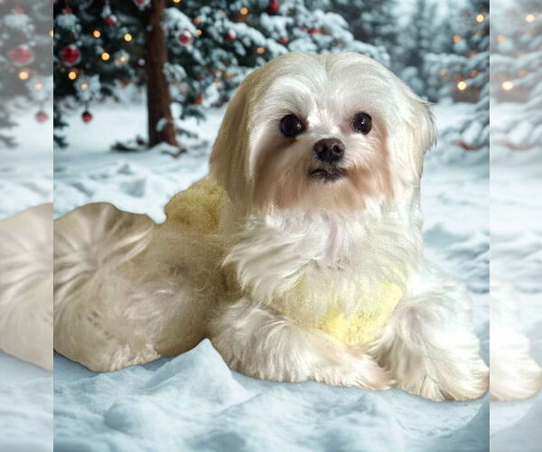 Medium Photo #1 Maltese Puppy For Sale in springfield, VA, USA