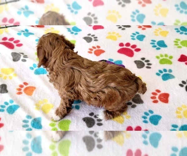 Medium Photo #3 Cock-A-Poo-Poodle (Miniature) Mix Puppy For Sale in ORO VALLEY, AZ, USA