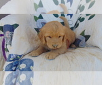 Small Photo #1 Golden Retriever Puppy For Sale in WESTCLIFFE, CO, USA