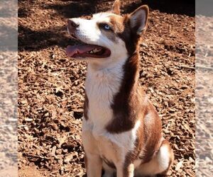 Juni - Female Siberian Husky Dog for Adoption - Photo #2