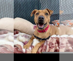 Banjo - Male Labrador Retriever-Unknown Mix Dog for Adoption - Photo #5
