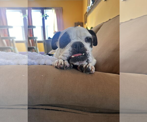 Medium Photo #4 Bulldog Puppy For Sale in St. Louis Park, MN, USA