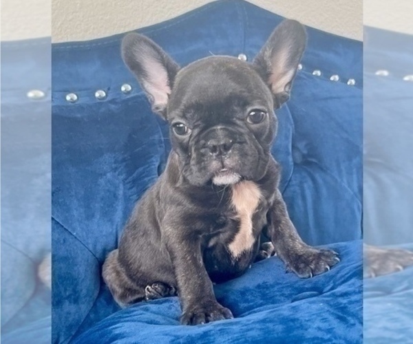 Medium Photo #1 French Bulldog Puppy For Sale in WEST HOLLYWOOD, CA, USA