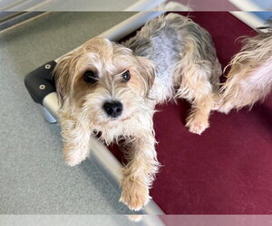 Mutt Dogs for adoption in San Clemente, CA, USA