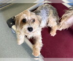 Small Mutt