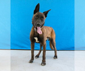 Mutt Dogs for adoption in Pasadena, CA, USA