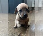 Small #1 Chiweenie-Poodle (Toy) Mix