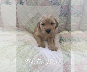 Golden Irish-Golden Retriever Mix Puppy for sale in EUREKA, IL, USA