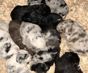 F2 Aussiedoodle Puppy for sale in MEHERRIN, VA, USA