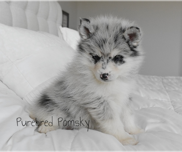 Medium Photo #1 Pomsky Puppy For Sale in KANSAS CITY, MO, USA