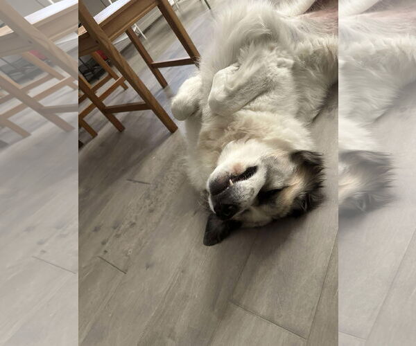Medium Photo #7 Anatolian Pyrenees Puppy For Sale in Houston, TX, USA