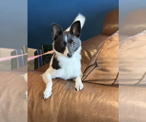 Rat-Cha Dogs for adoption in Montello, WI, USA
