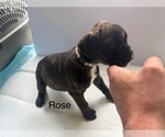 Puppy Rose Boxer