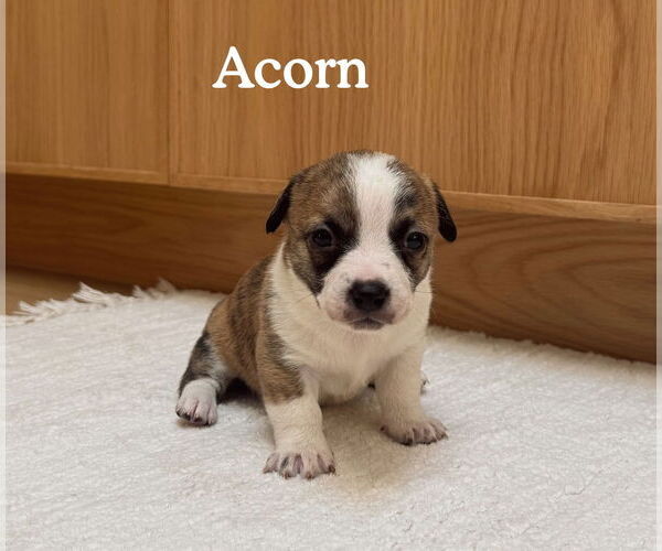 Medium Photo #1 Boston Huahua Puppy For Sale in Bellevue, WA, USA