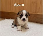 Small Boston Huahua