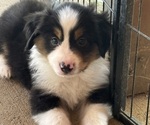 Small #3 Miniature American Shepherd