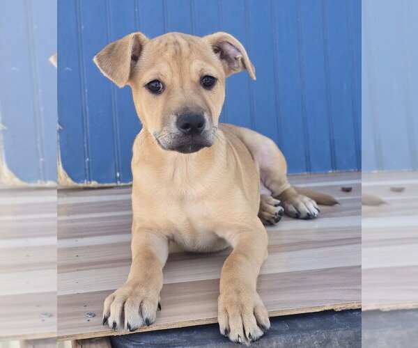 Medium Photo #6 Border Terrier-Labrador Retriever Mix Puppy For Sale in Lakewood, CO, USA