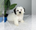 Small Photo #1 Zuchon Puppy For Sale in FRANKLIN, IN, USA