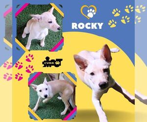 Mutt Dogs for adoption in Lindsay, CA, USA