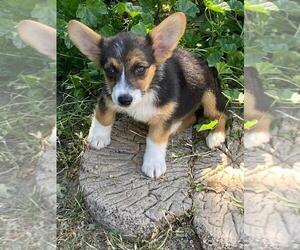 Aussie-Corgi Puppy for sale in BRIGGSDALE, CO, USA