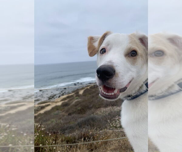 Medium Photo #5 Mutt Puppy For Sale in Dana Point, CA, USA