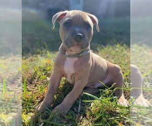 American Pit Bull Terrier Puppy for sale in ROSSVILLE, GA, USA