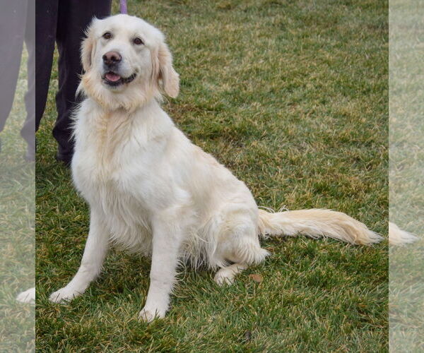 Medium Photo #4 Golden Retriever Puppy For Sale in Huntley, IL, USA