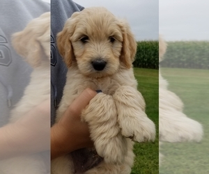 Goldendoodle Puppy for sale in ELMWOOD, WI, USA