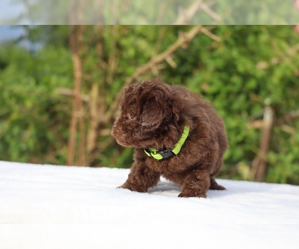 Medium Photo #31 ShihPoo Puppy For Sale in DYERSBURG, TN, USA