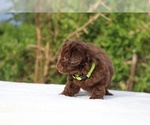 Small #30 ShihPoo