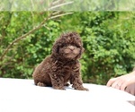 Small #30 ShihPoo