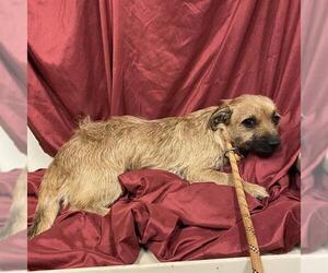Dachshund-Unknown Mix Dogs for adoption in Modesto, CA, USA