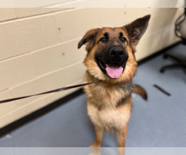 Medium Photo #1 German Shepherd Dog Puppy For Sale in Denver, CO, USA