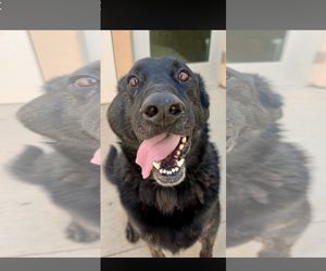 Calvin - Male Labrador Retriever-Unknown Mix Dog for Adoption - Photo #5