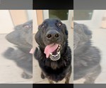 Small Photo #5 Labrador Retriever-Unknown Mix Puppy For Sale in San Diego, CA, USA