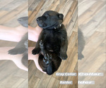Small Photo #7 Belgian Malinois Puppy For Sale in CHANDLER, AZ, USA