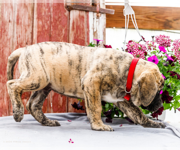 Medium Photo #24 Mastiff Puppy For Sale in WAKARUSA, IN, USA