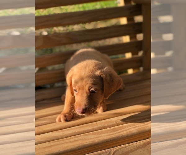 Medium Photo #5 Labrador Retriever Puppy For Sale in SPENCER, TN, USA