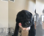 Small Photo #3 Labrador Retriever Puppy For Sale in FRAZIER PARK, CA, USA