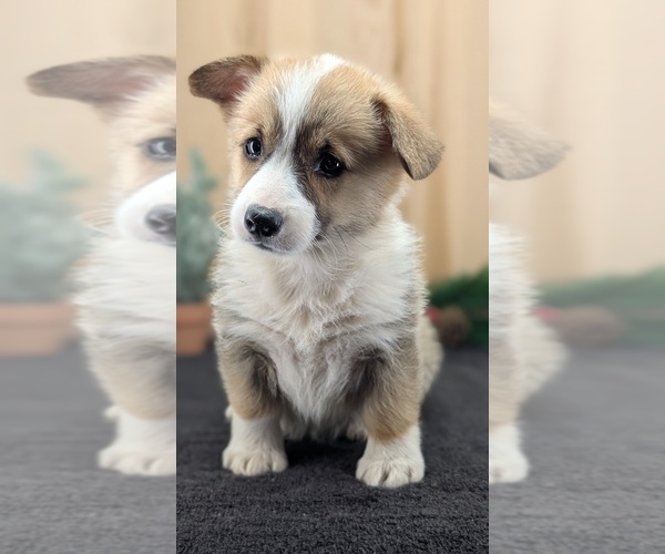 Medium Photo #45 Pembroke Welsh Corgi Puppy For Sale in GOSHEN, IN, USA