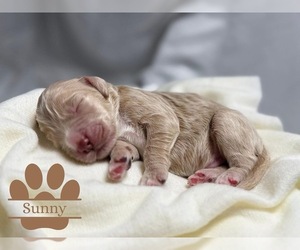 Goldendoodle Puppy for sale in AMA, LA, USA