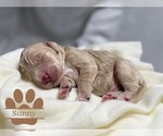Small Goldendoodle