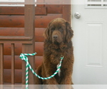 Small Photo #1 Newfoundland Puppy For Sale in CLARE, MI, USA