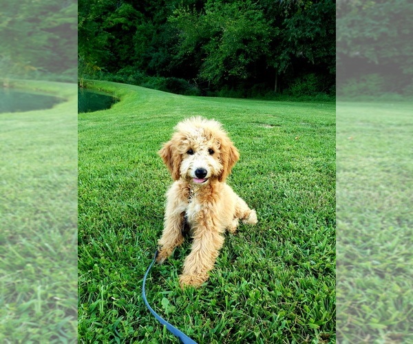 Medium Photo #2 Golden Retriever-Goldendoodle Mix Puppy For Sale in DUNDEE, OH, USA